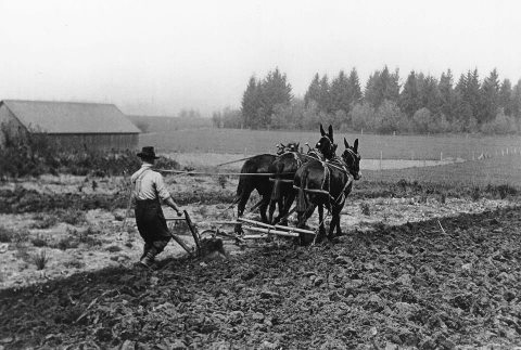 Land, Horses, Neat Cattle, Polls, and More